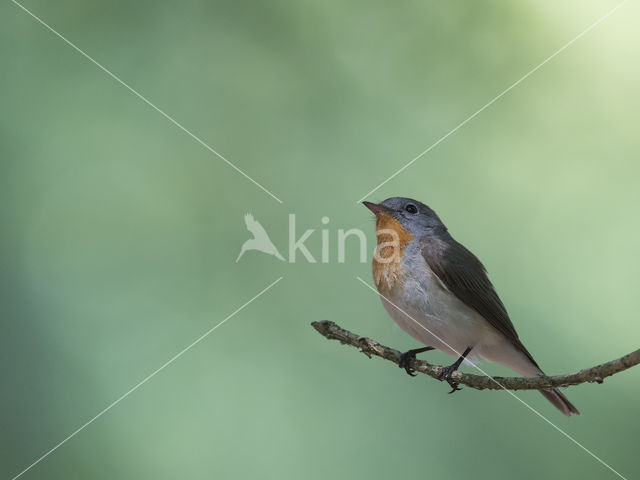 Red-breasted Flycatcher (Ficedula parva)