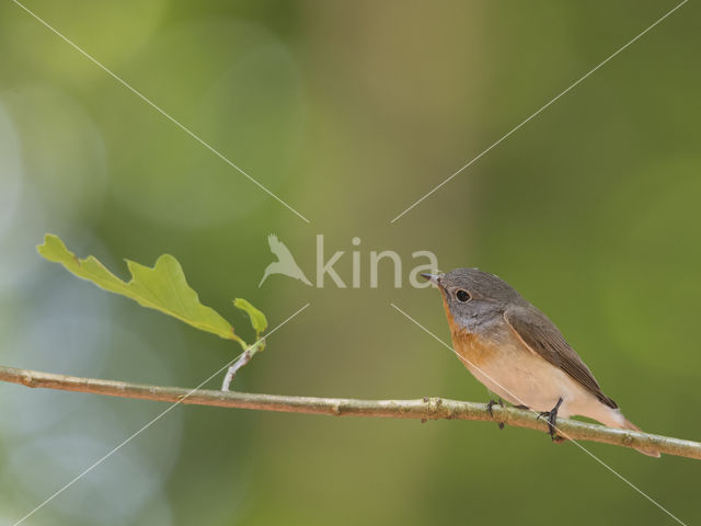 Red-breasted Flycatcher (Ficedula parva)