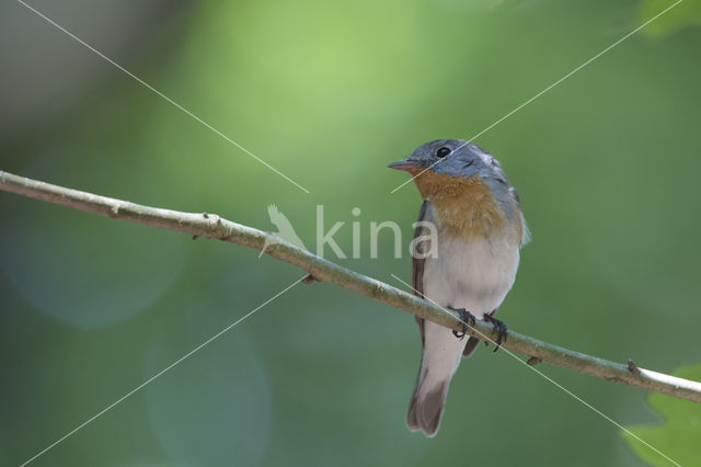 Red-breasted Flycatcher (Ficedula parva)