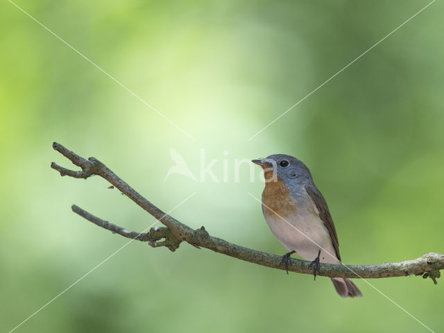 Red-breasted Flycatcher (Ficedula parva)