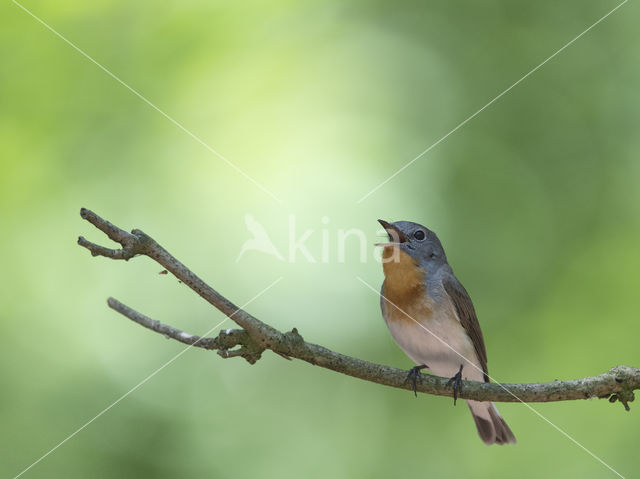 Red-breasted Flycatcher (Ficedula parva)