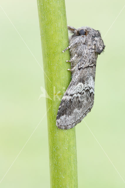 Oak Marbled Brown (Drymonia querna)