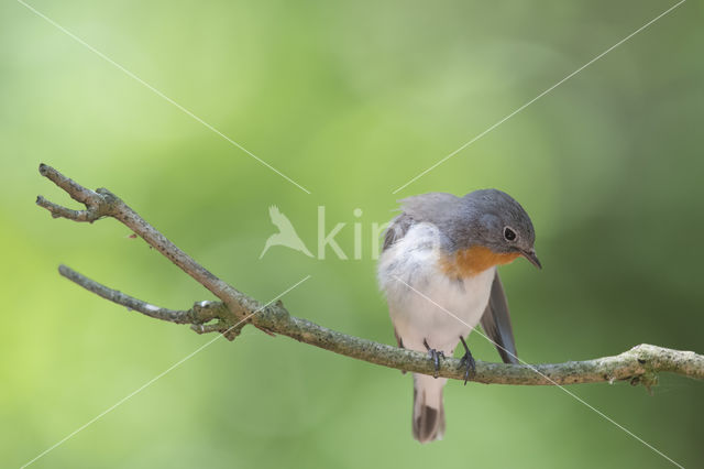 Red-breasted Flycatcher (Ficedula parva)