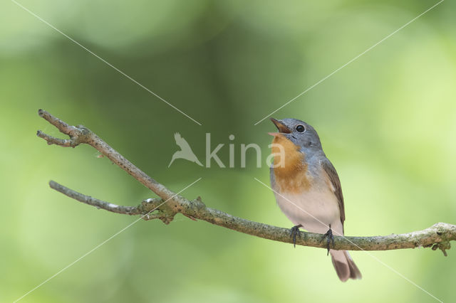 Red-breasted Flycatcher (Ficedula parva)