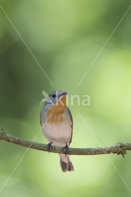 Red-breasted Flycatcher (Ficedula parva)