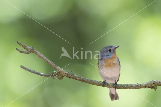 Red-breasted Flycatcher (Ficedula parva)