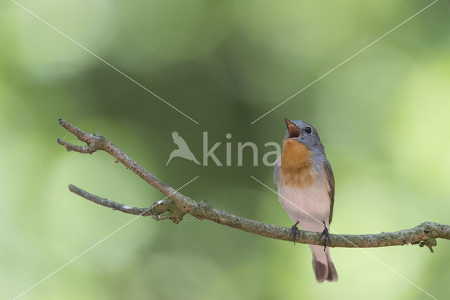 Red-breasted Flycatcher (Ficedula parva)