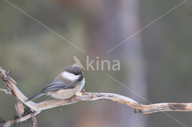 Bruinkopmees (Parus cinctus)