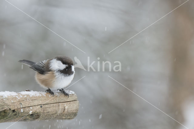 Bruinkopmees (Parus cinctus)