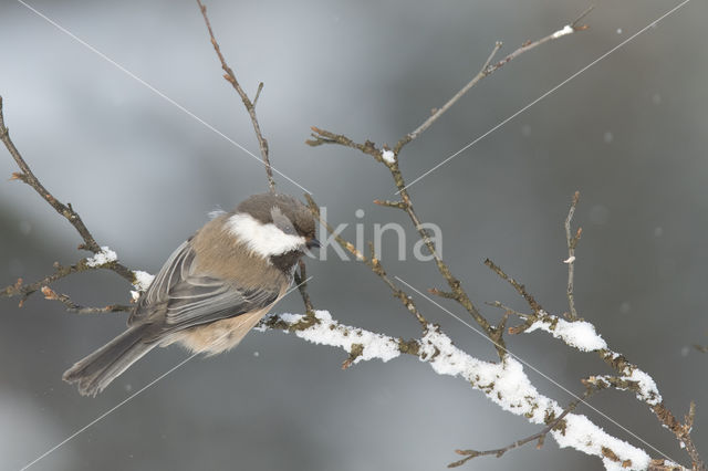 Bruinkopmees (Parus cinctus)