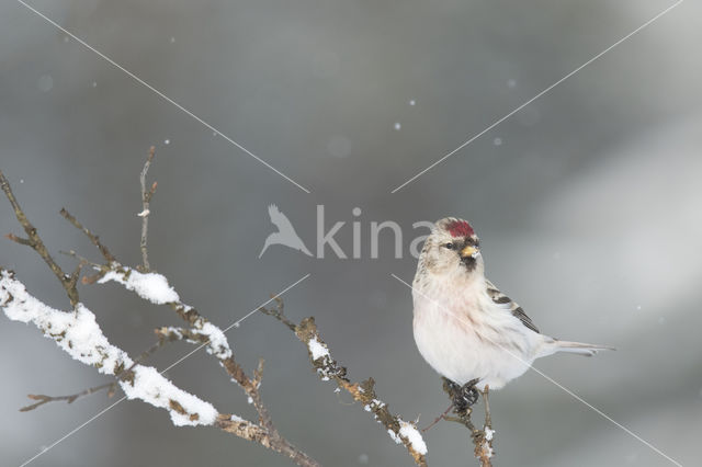 Grote Barmsijs (Carduelis flammea rostrata)