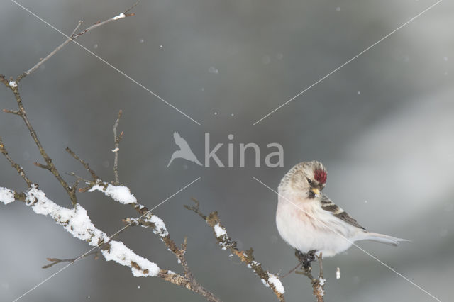 Grote Barmsijs (Carduelis flammea rostrata)