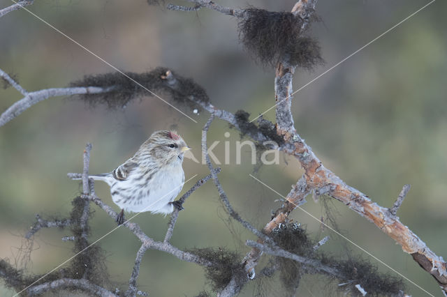 Kleine Barmsijs (Carduelis flammea cabaret)