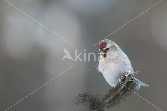 Grote Barmsijs (Carduelis flammea rostrata)