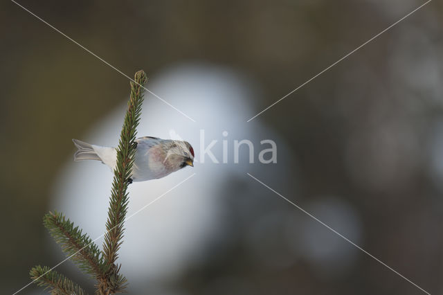 Grote Barmsijs (Carduelis flammea rostrata)