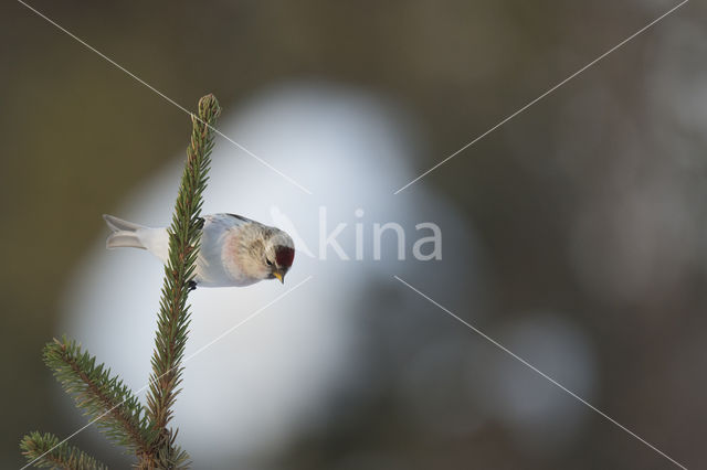 Grote Barmsijs (Carduelis flammea rostrata)