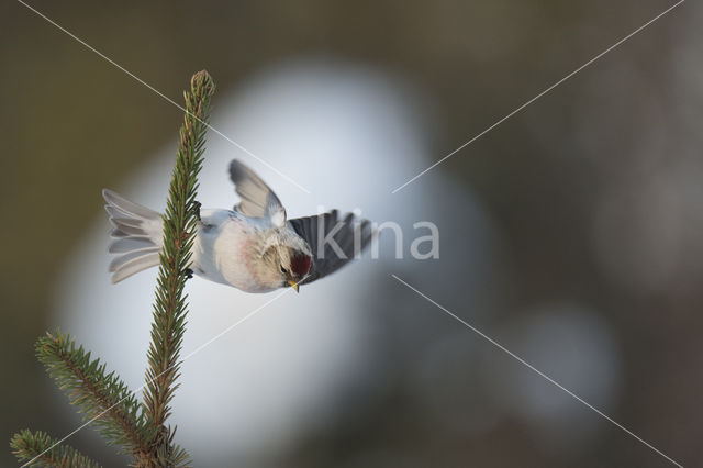 Grote Barmsijs (Carduelis flammea rostrata)