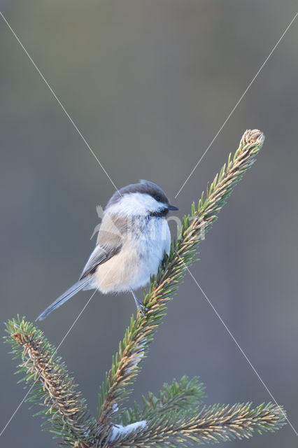 Bruinkopmees (Parus cinctus)