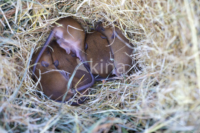 Harvest Mouse (Micromys minutus)