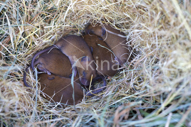 Dwergmuis (Micromys minutus)