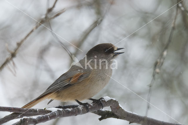 Siberian Jay (Perisoreus infaustus)