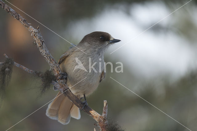 Siberian Jay (Perisoreus infaustus)