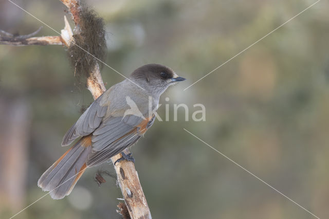 Siberian Jay (Perisoreus infaustus)