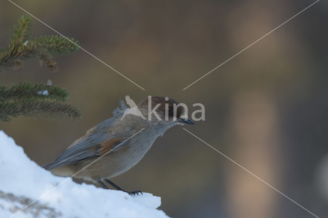 Siberian Jay (Perisoreus infaustus)