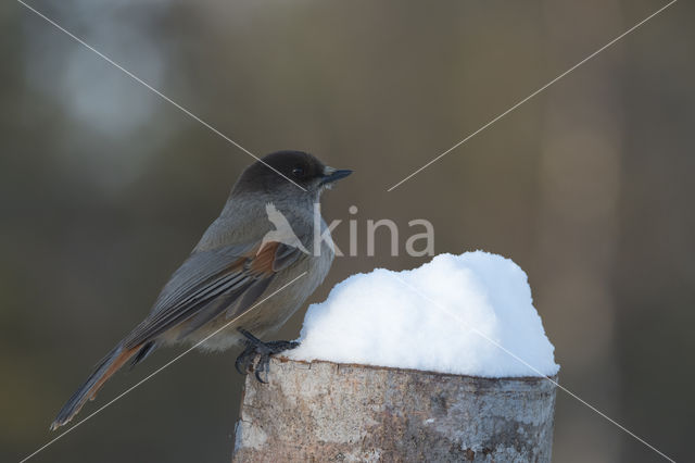 Siberian Jay (Perisoreus infaustus)