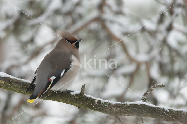 Bohemian Waxwing (Bombycilla garrulus)