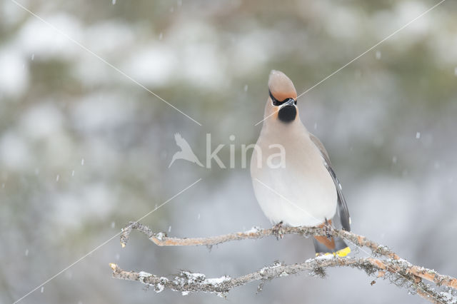 Bohemian Waxwing (Bombycilla garrulus)