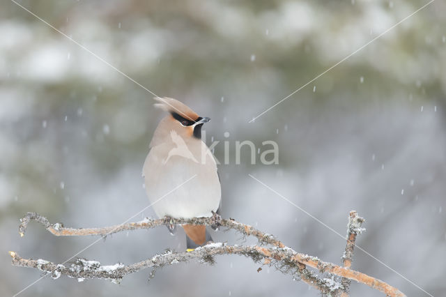 Bohemian Waxwing (Bombycilla garrulus)