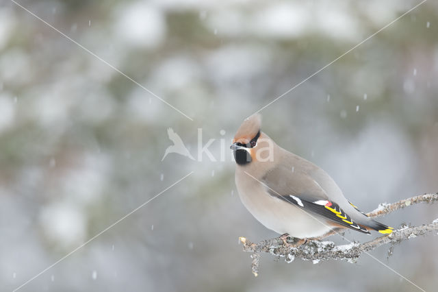 Bohemian Waxwing (Bombycilla garrulus)