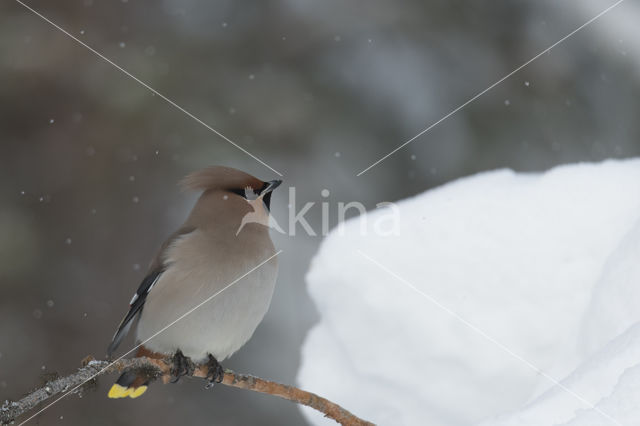 Bohemian Waxwing (Bombycilla garrulus)