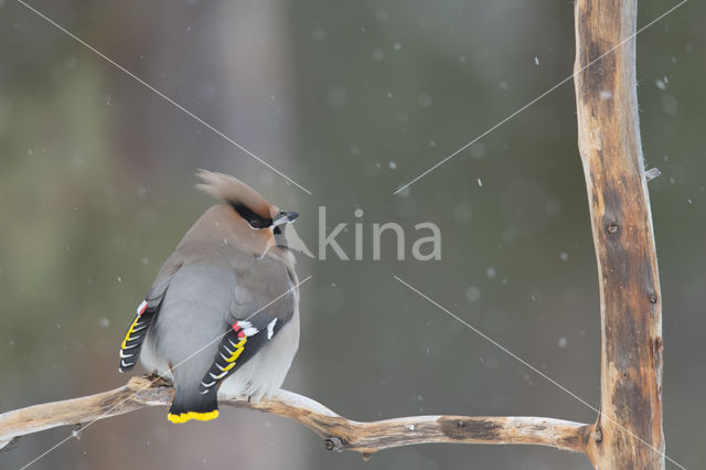 Bohemian Waxwing (Bombycilla garrulus)