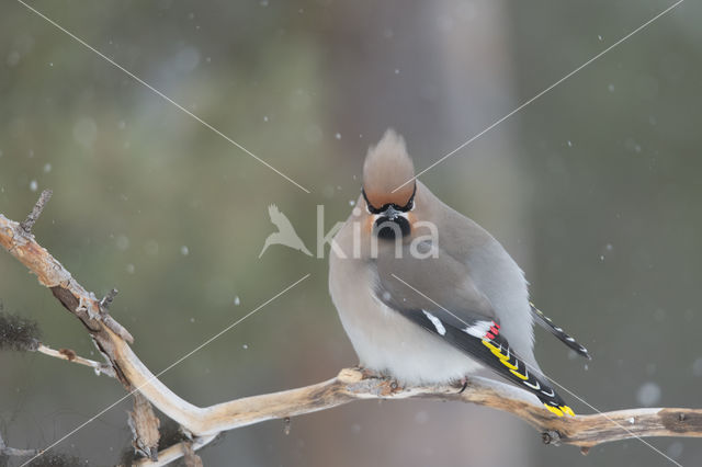 Bohemian Waxwing (Bombycilla garrulus)