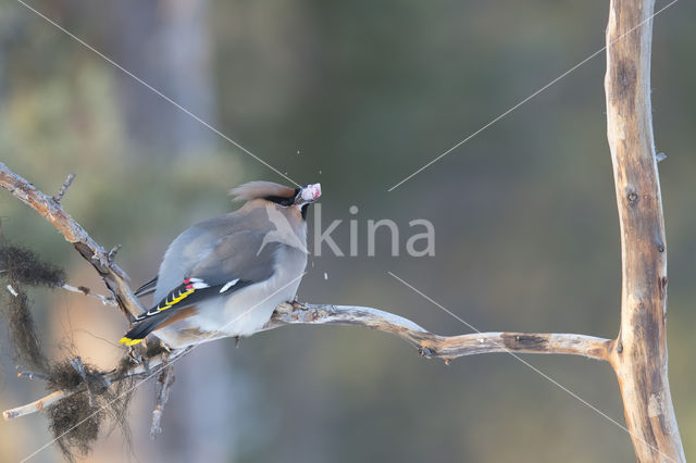 Bohemian Waxwing (Bombycilla garrulus)