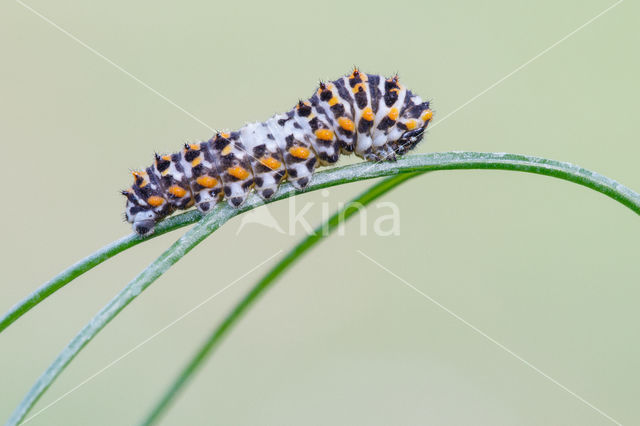 Koninginnepage (Papilio machaon)