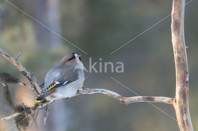 Pestvogel (Bombycilla garrulus)