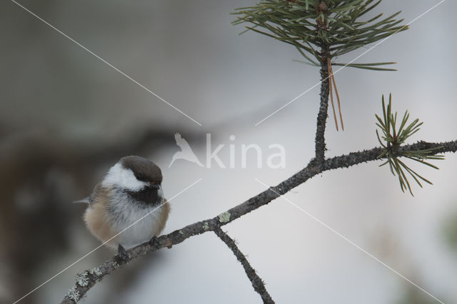 Siberian Tit