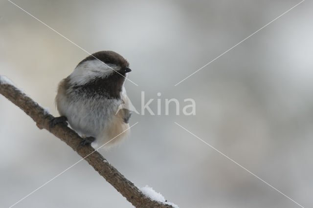 Bruinkopmees (Parus cinctus)