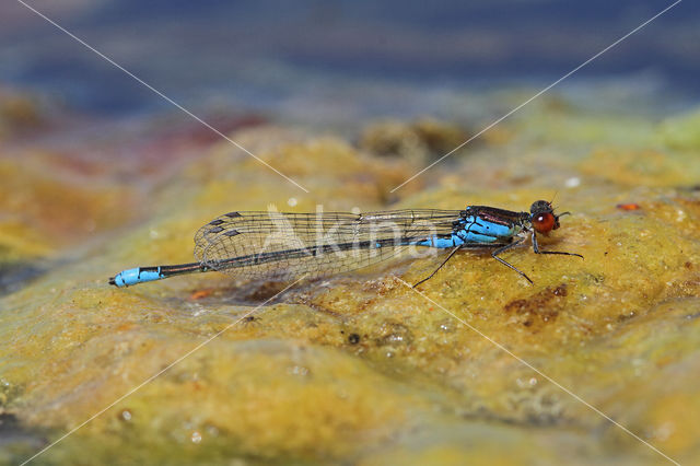 Kleine Roodoogjuffer (Erythromma viridulum)