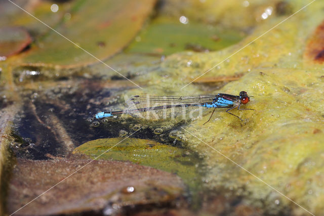 Kleine Roodoogjuffer (Erythromma viridulum)