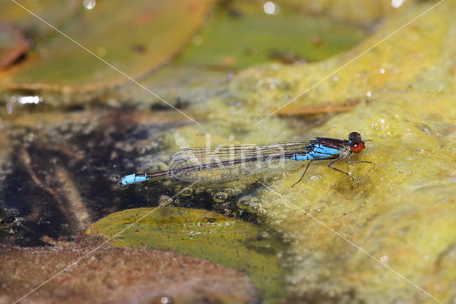 Kleine Roodoogjuffer (Erythromma viridulum)