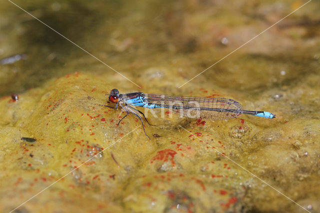 Small Red-eyed damselfly (Erythromma viridulum)
