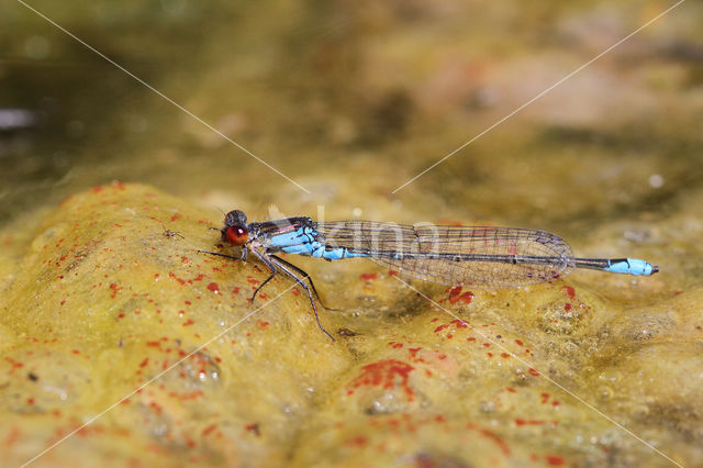 Small Red-eyed damselfly (Erythromma viridulum)