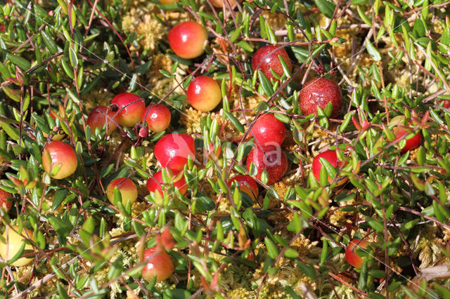 Small Cranberry (Oxycoccus palustris)