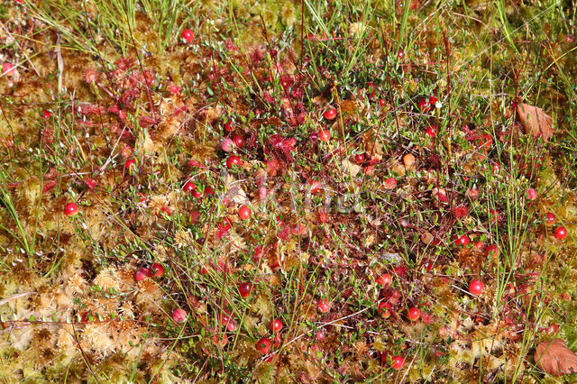 Small Cranberry (Oxycoccus palustris)