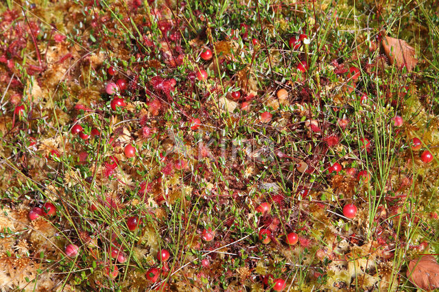 Small Cranberry (Oxycoccus palustris)