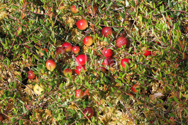 Small Cranberry (Oxycoccus palustris)